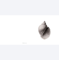 Snäcka 