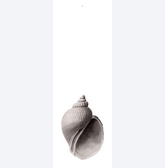 snäcka 