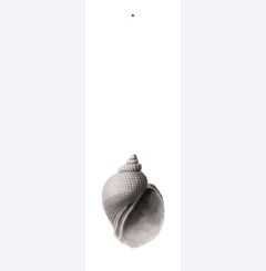 snäcka